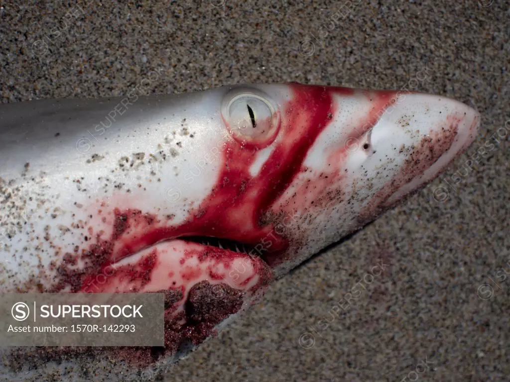 Detail of a dead shark on a beach