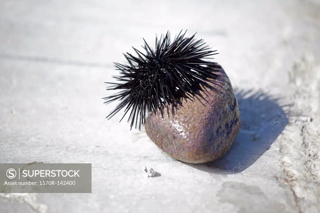 Black sea urchin (Echinoidea) on small stone