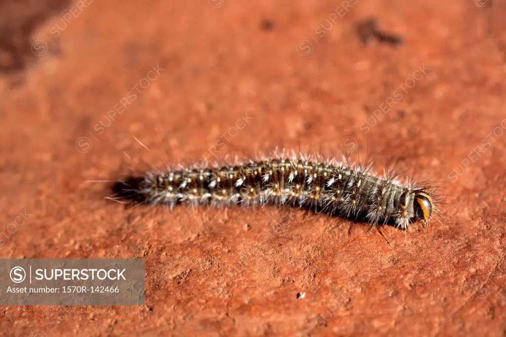 A caterpillar on a rock
