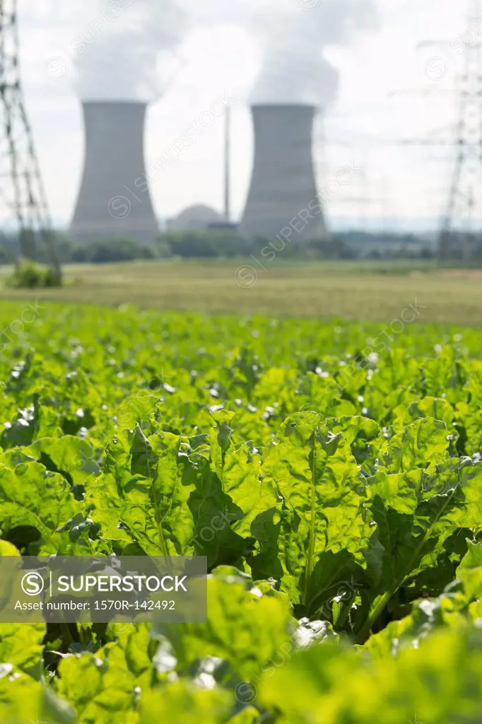 Green leafy crop growing in a field in front of a nuclear power station, Grafenrheinfeld, Germany