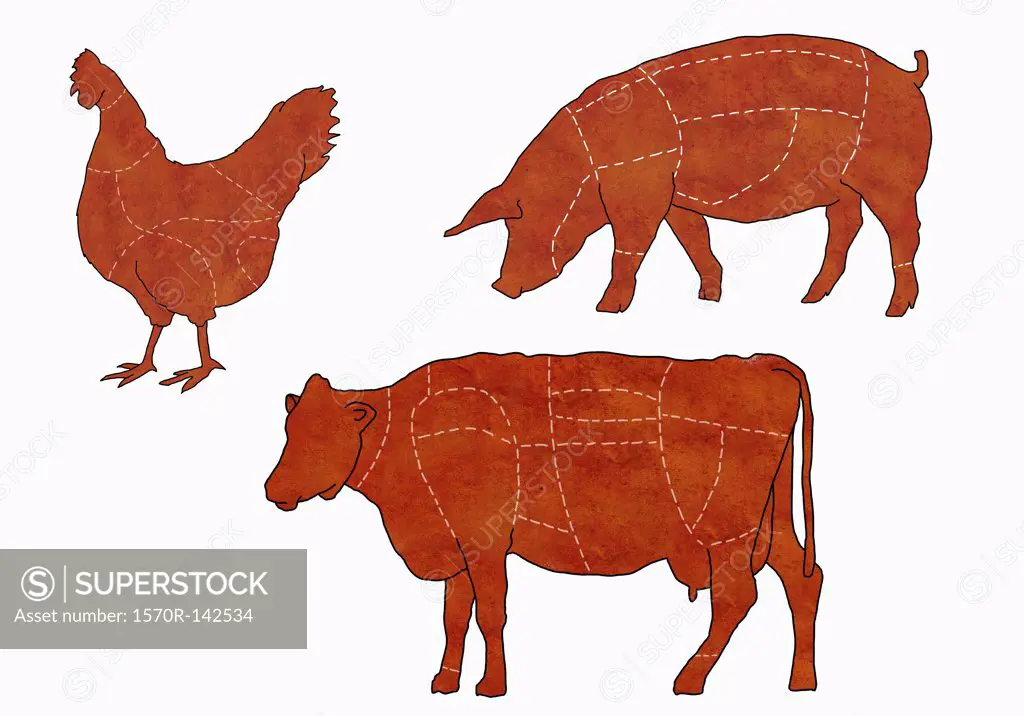 A butcher's diagram of a cow, a chicken and a pig