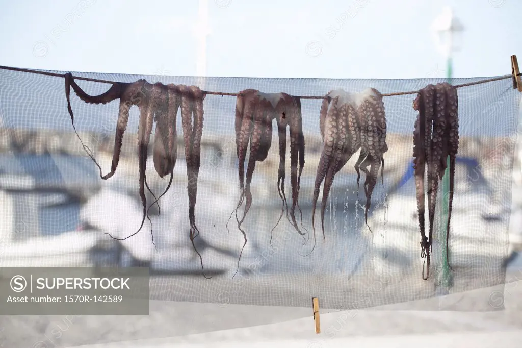 Octopuses drying on line beside harbor in Paros, Greece