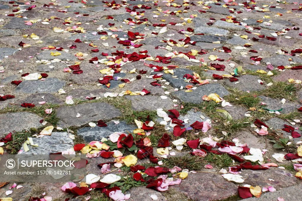 Rose petals strewn on paving stones