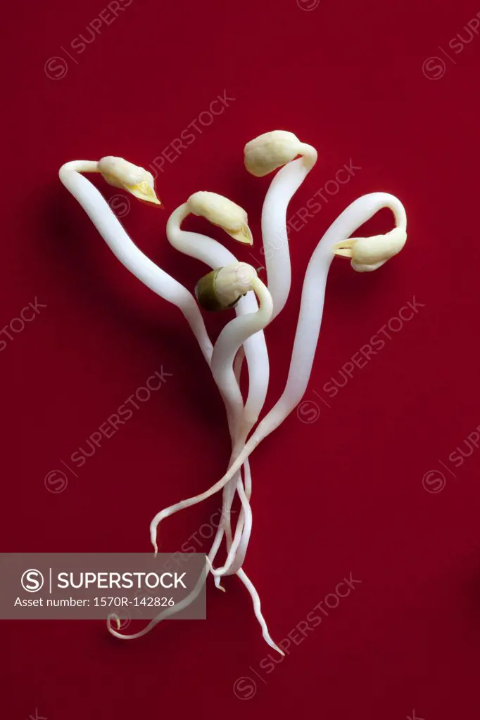 Five bean sprouts intertwined