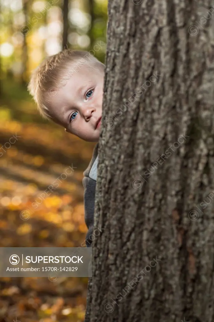 A young boy peeking from behind a tree trunk