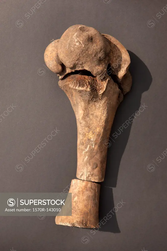 An animal bone broken into three pieces and arranged back in order again