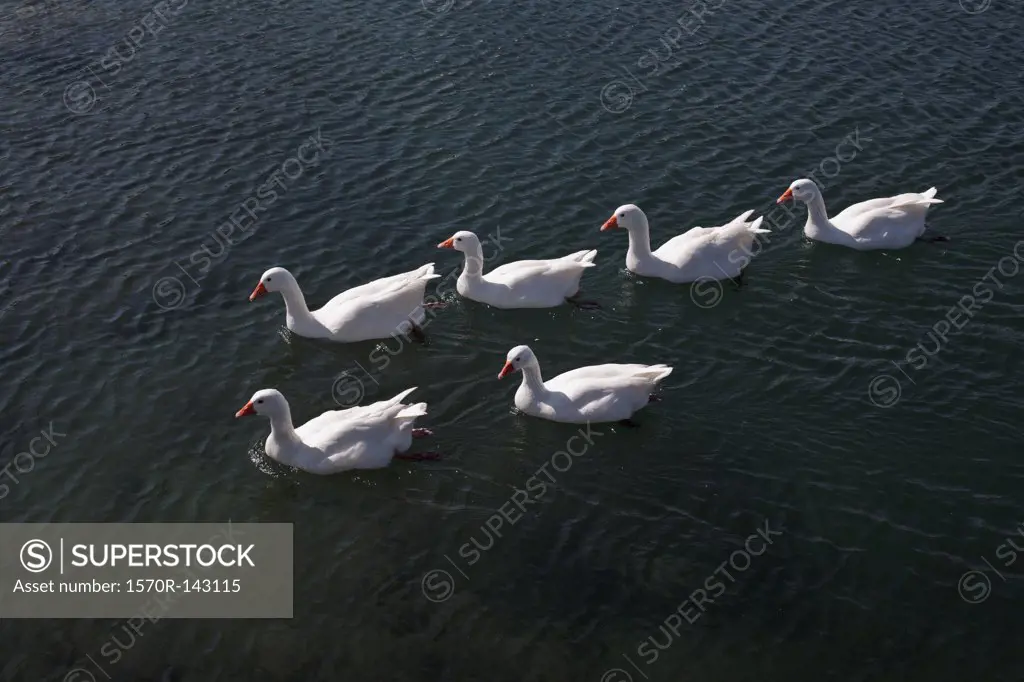Snow Geese swimming in water