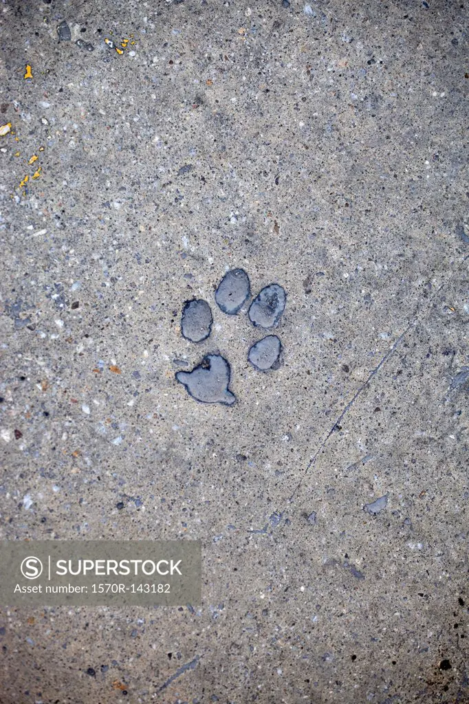 Cat paw print in concrete