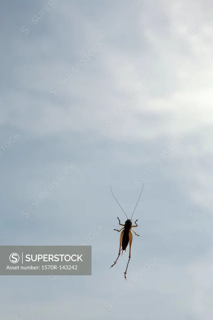 A cricket on a window, low angle view