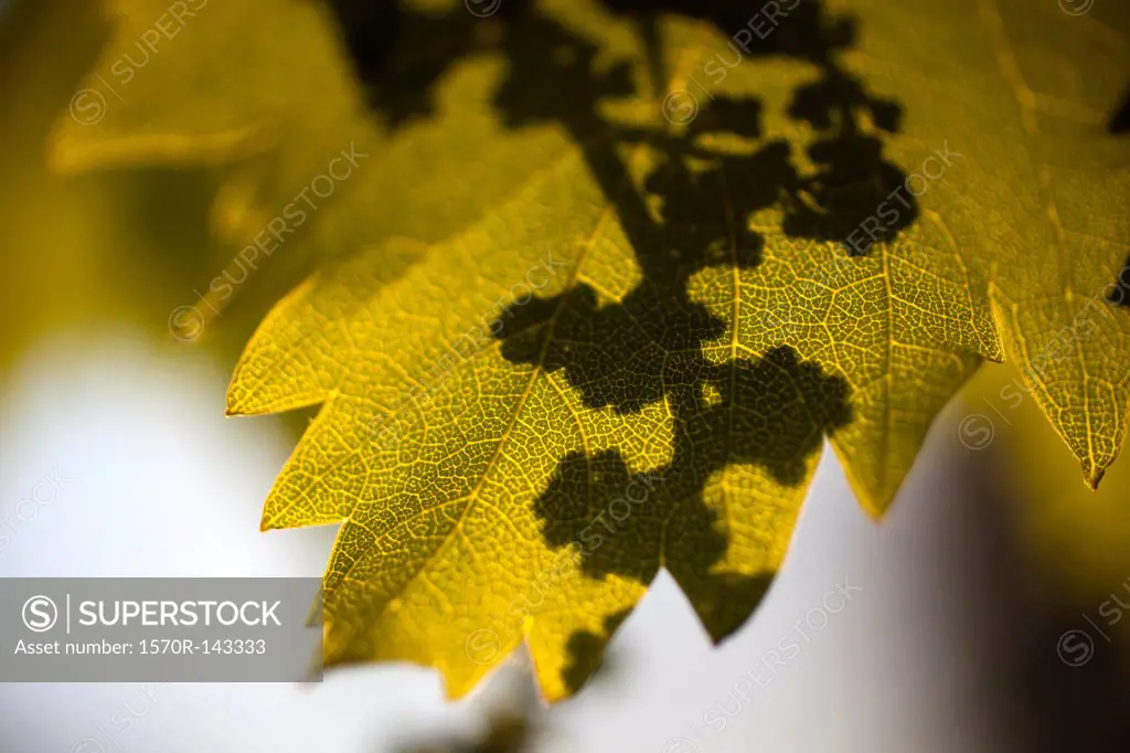 Detail of shadow on a leaf
