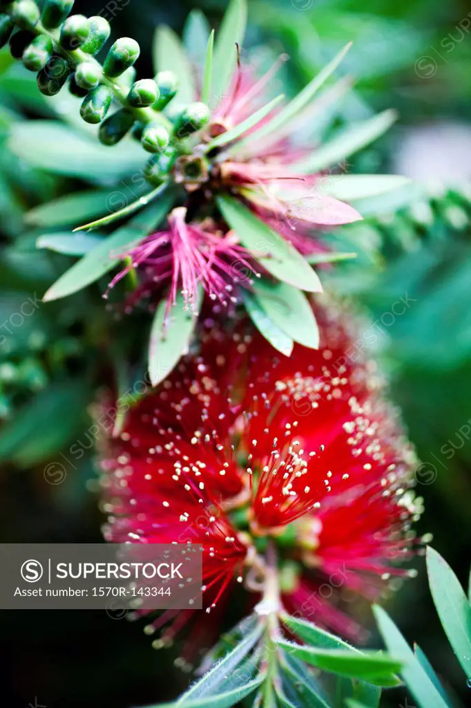 A Crimson Bottlebrush shrub (Callistemon citrinus)