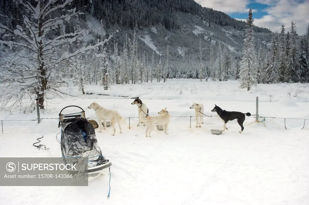 Sled dogs resting and all looking at something outside of frame