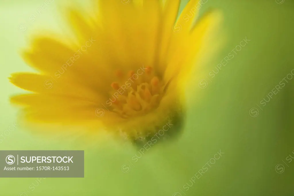 A yellow daisy against a green background, defocused
