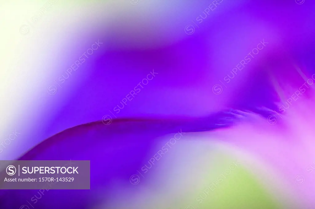 Ethereal macro of a vibrant purple pansy petal