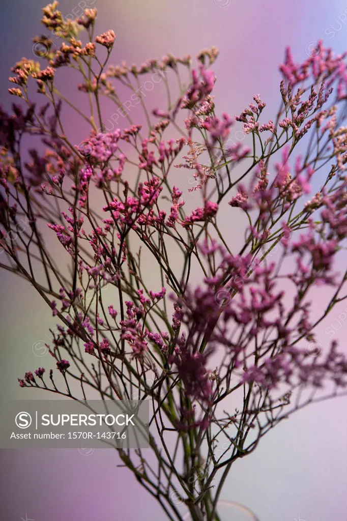 A bunch of pink Statice (Limonium) against a pastel background