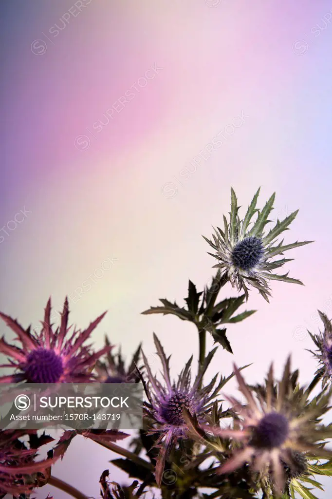 Thistle flowers against a pastel background