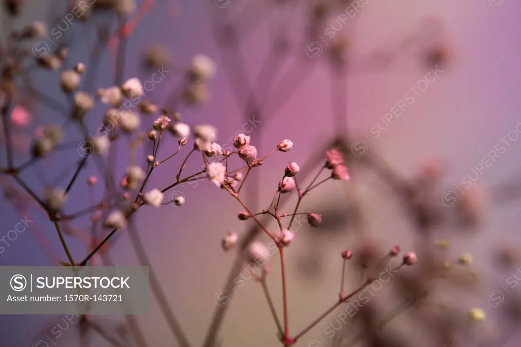 Baby's Breath (Gypsophila paniculata) against a pastel background