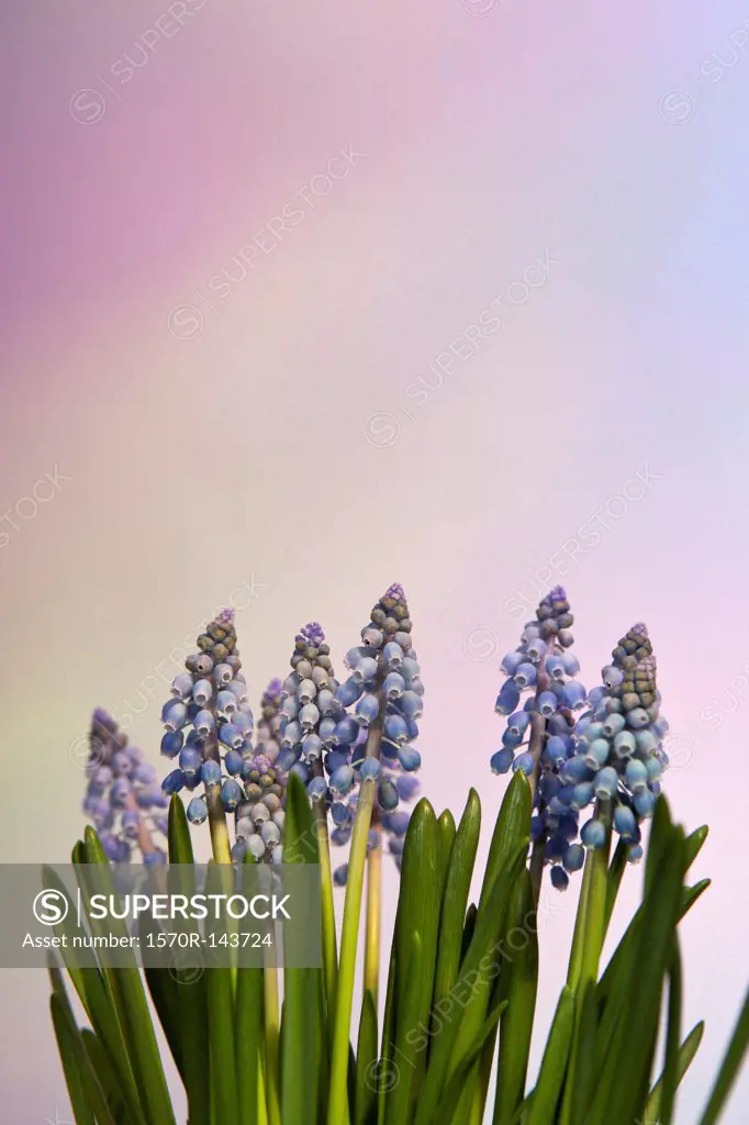 A bunch of Bluebell flowers against a pastel background