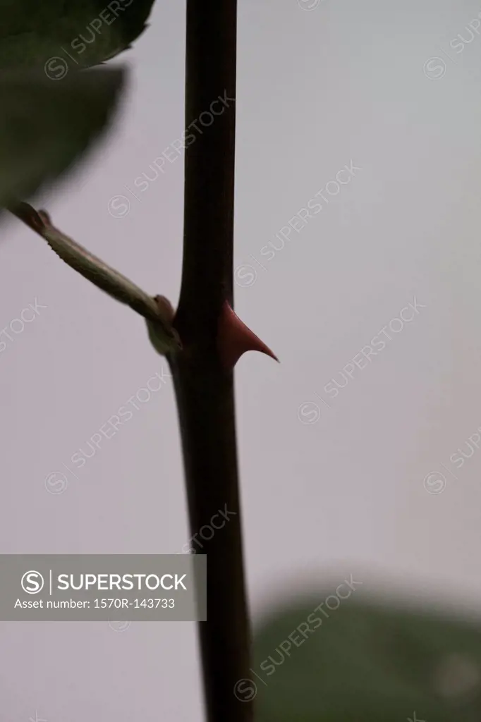 A thorn on a rose stem, extreme close up
