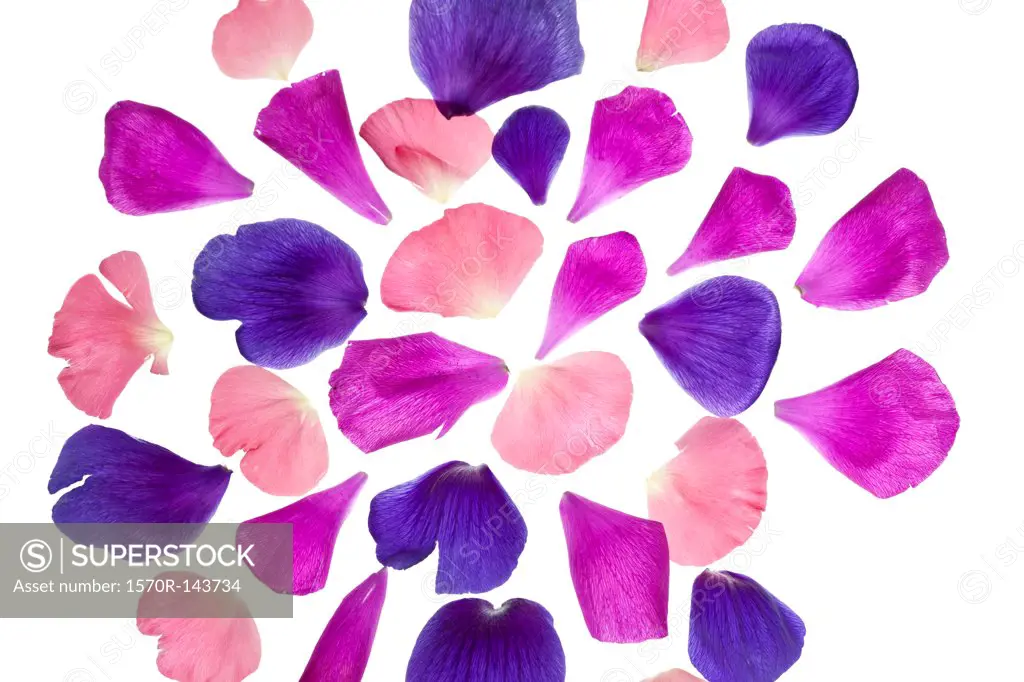 Vibrant hued flower petals arranged into a pattern