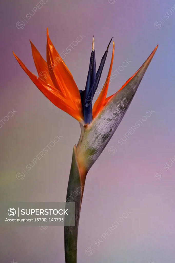 A Bird of Paradise flower against a pastel background