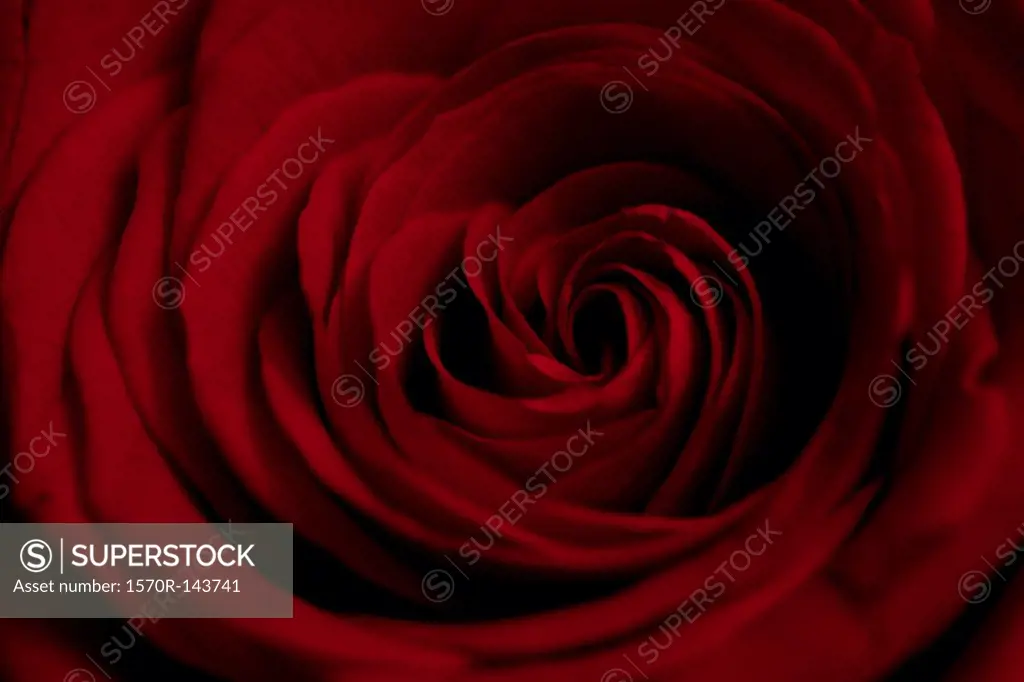 A red rose extremely close-up, full frame