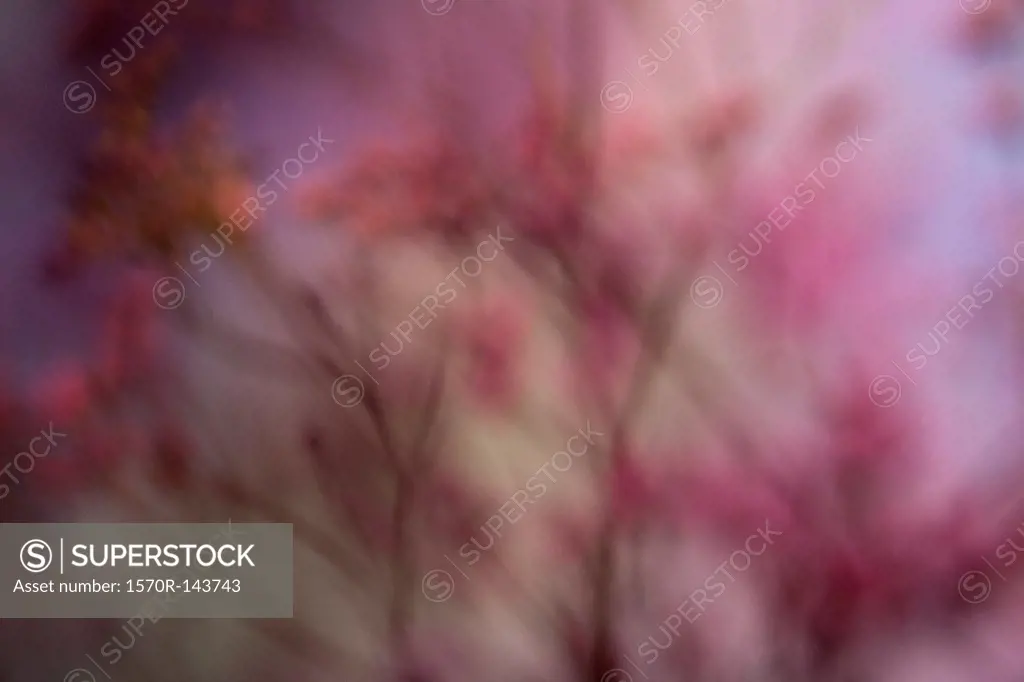 A defocused bunch of pink Statice (Limonium) against a pastel background