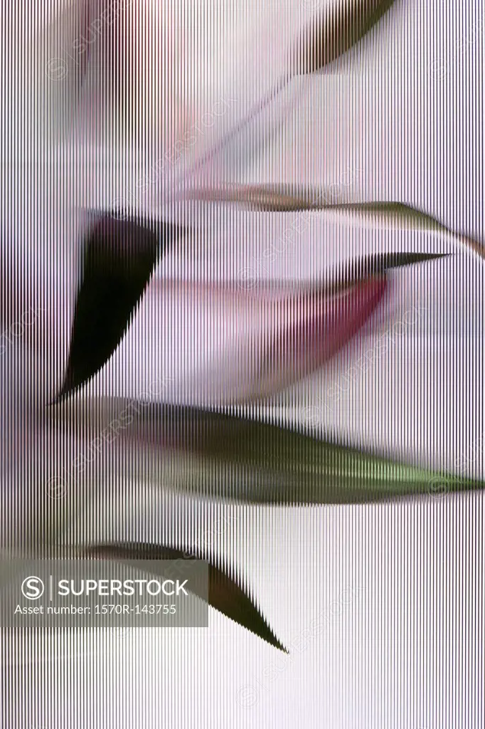 An Easter Lily (Lilium Longiflorum) plant viewed through beveled glass