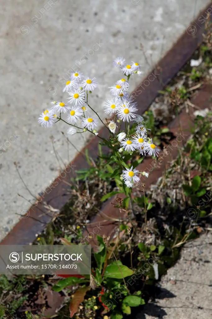 Annual Fleabane growing on the side of a cement sidewalk