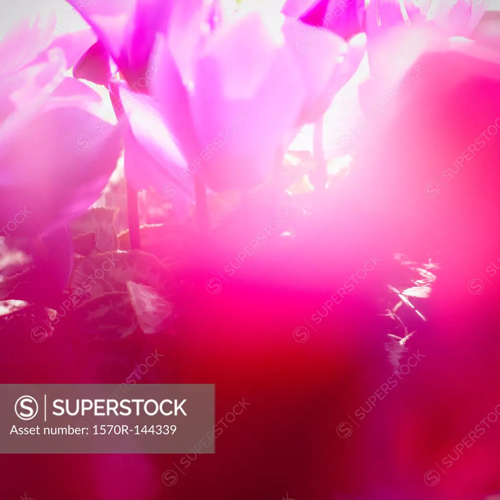 Vibrant magenta Cyclamen in bloom, soft focus, close-up