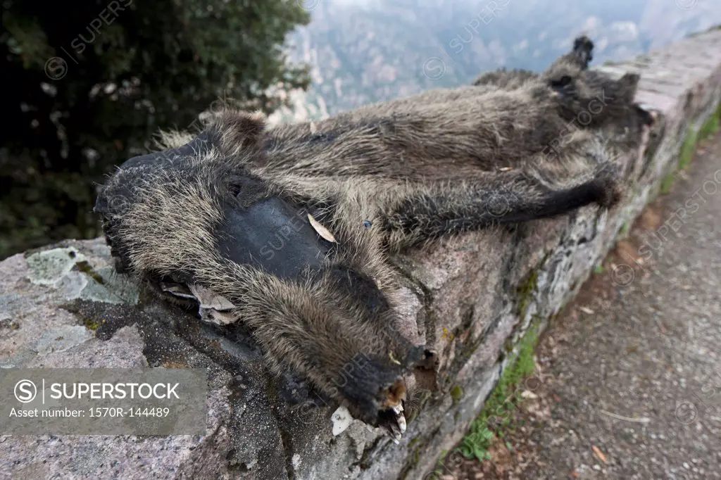 A dead wild boar that's been run over and is flattened
