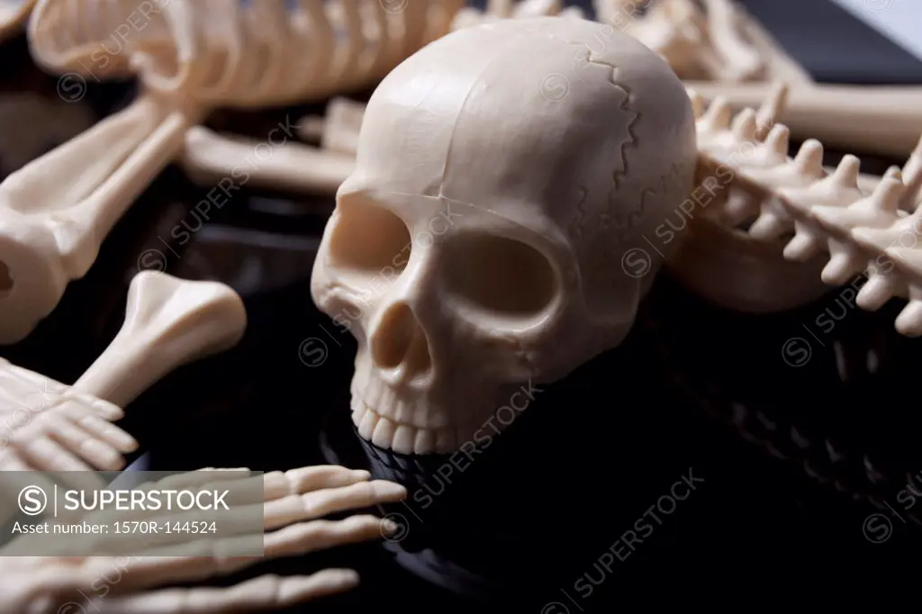 Toy skull among scattered toy skeletal body parts