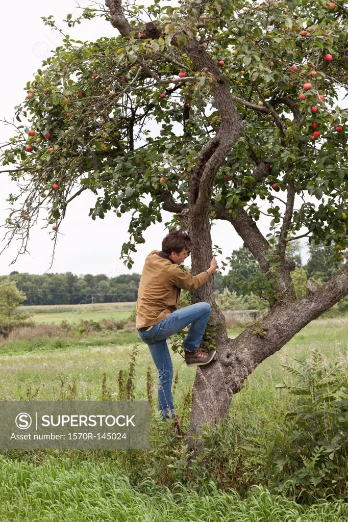 Man climbing on apple tree