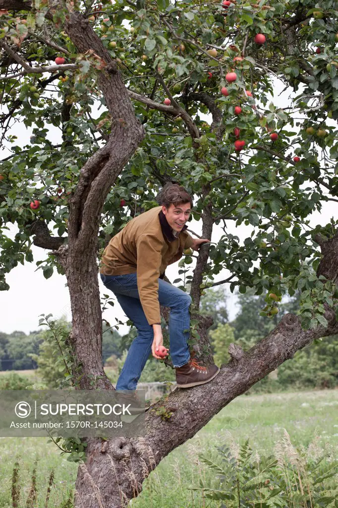 Man climbing on apple tree