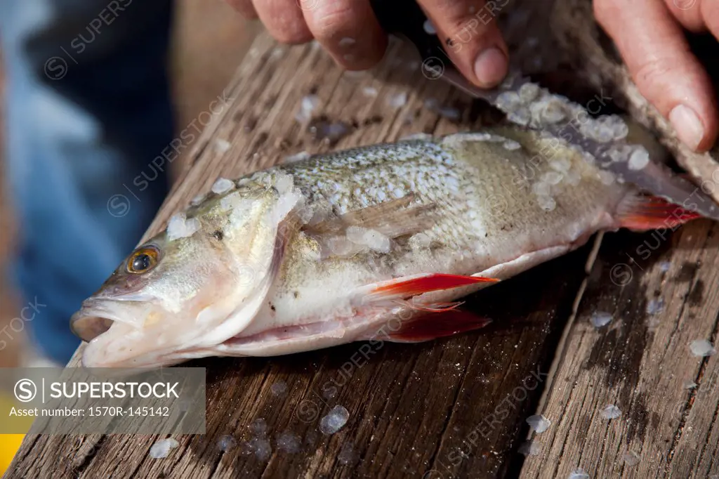 Scraping scales from fish using utility knife, close-up