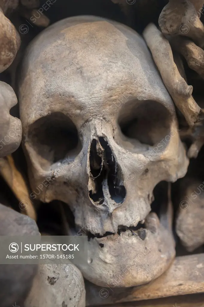 Human skull nestled amongst various bones, close-up