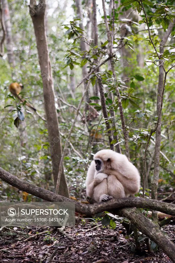 Monkey sitting on branch, Plettenberg Bay, South Africa