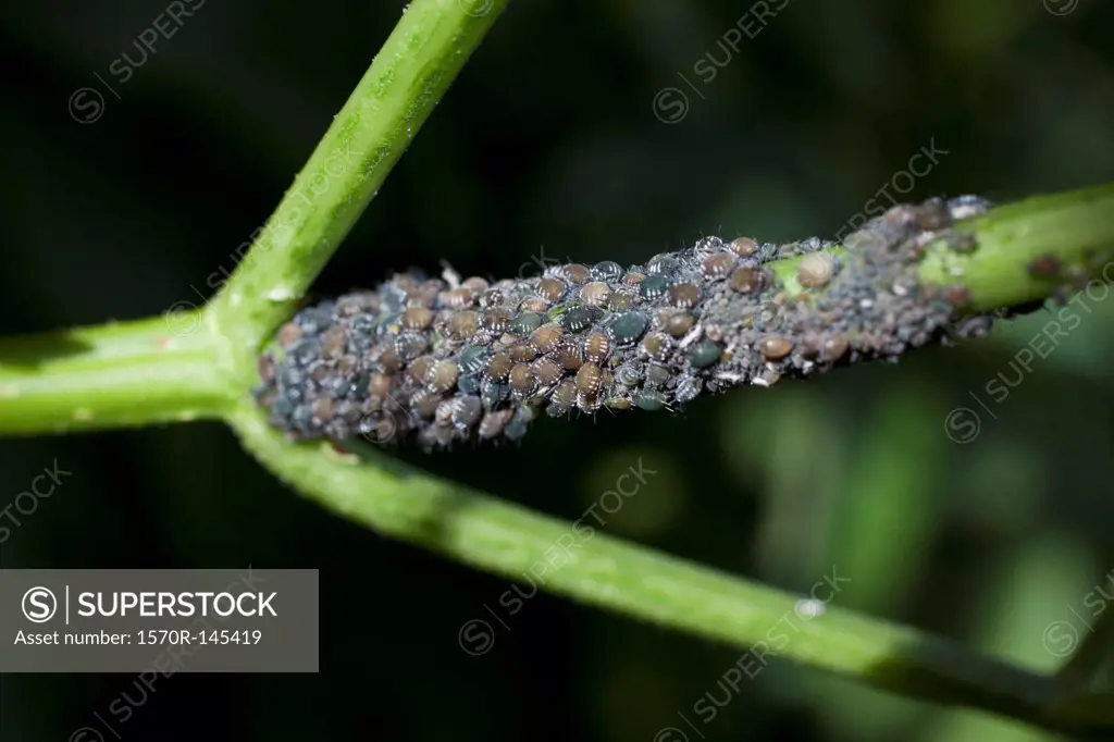 Insects on branch