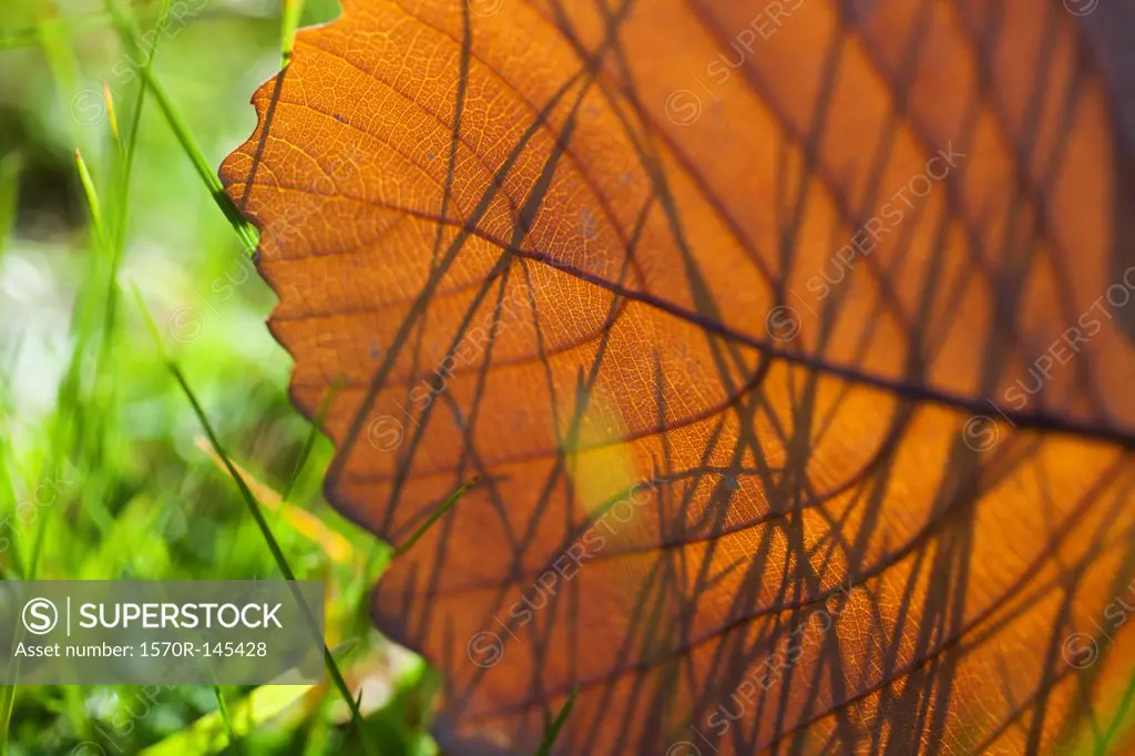 Close -up of autumn leaf