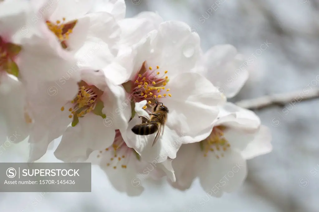 Honey bee on cherry blossom