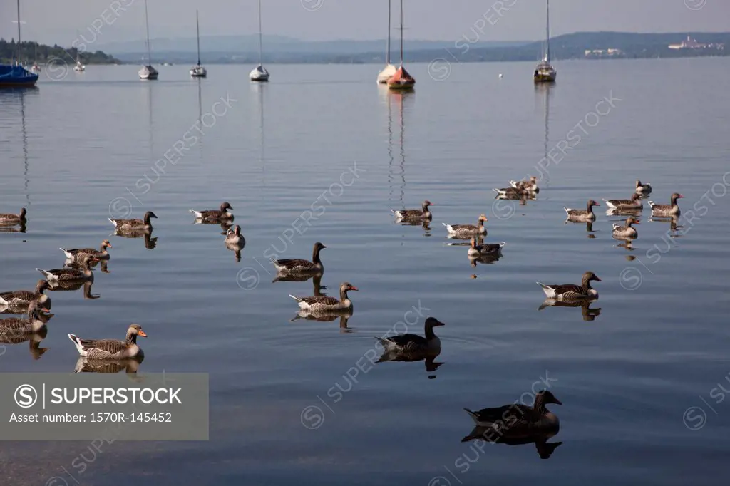 Ducks floating on water