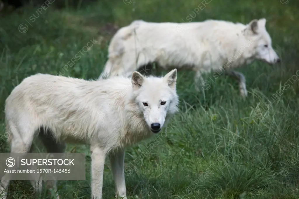 Two white wolves in the grass