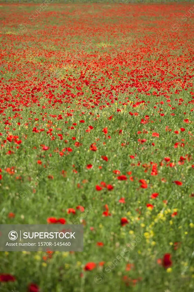 Red poppies blooming in meadow