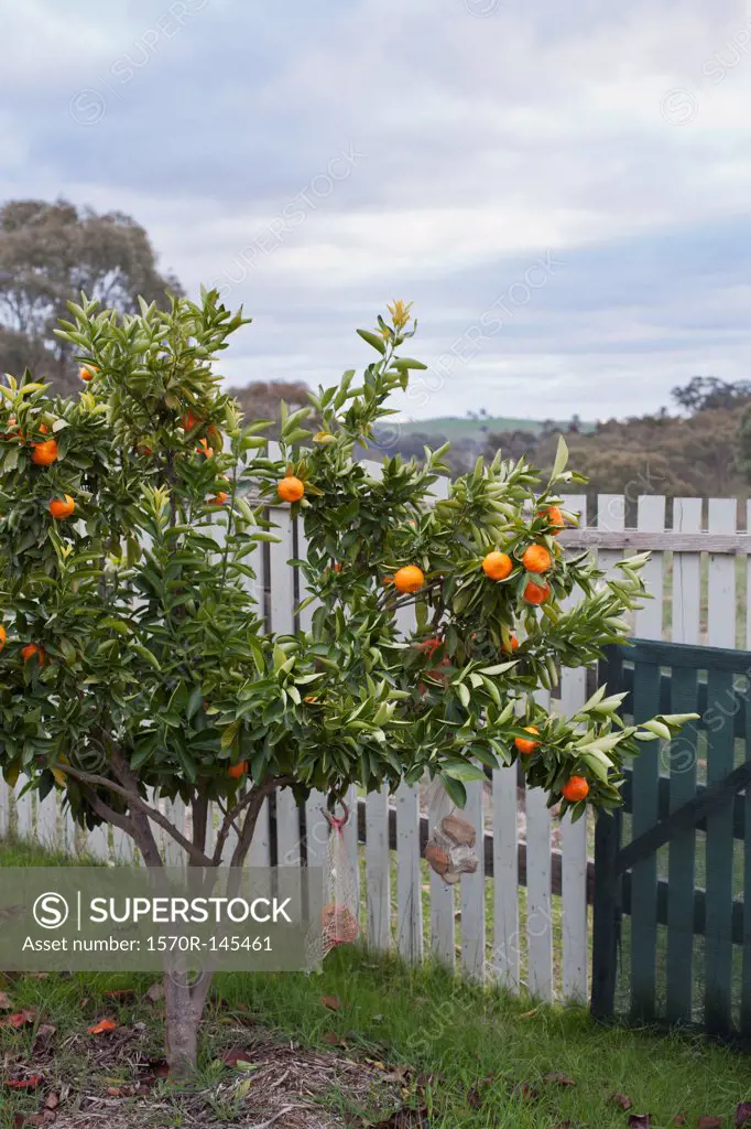 Orange tree in front of fence