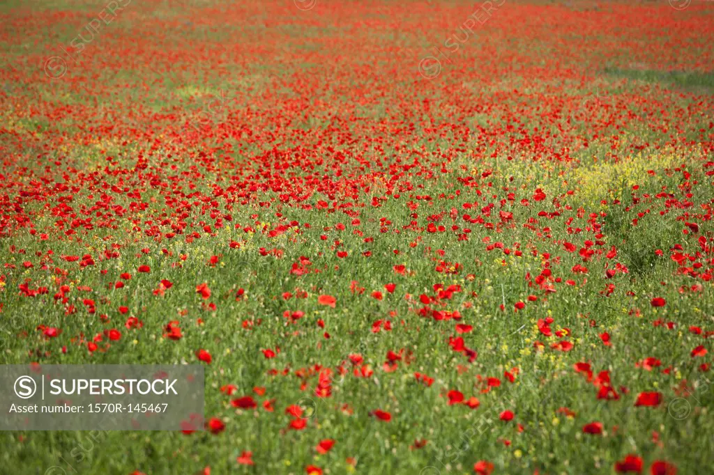 Red poppies blooming in meadow