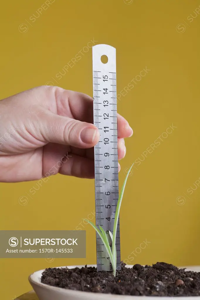 Human hand measuring plant