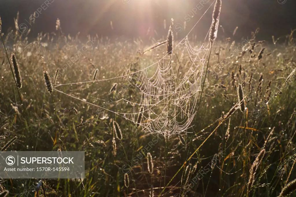 Spider web in field