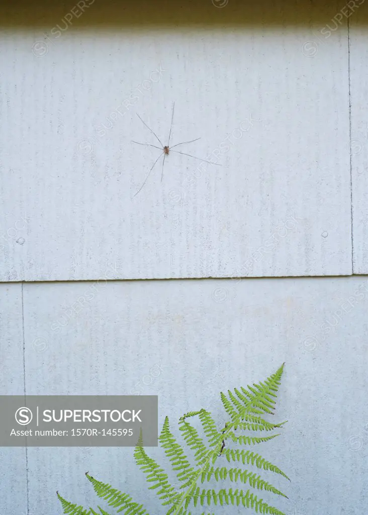 A Daddy Long Legs spider on wall above fern, close-up