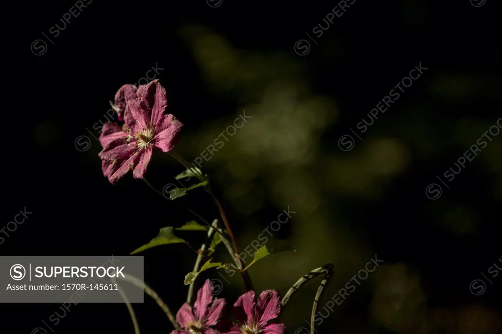 Close-up of three dying pink flowers