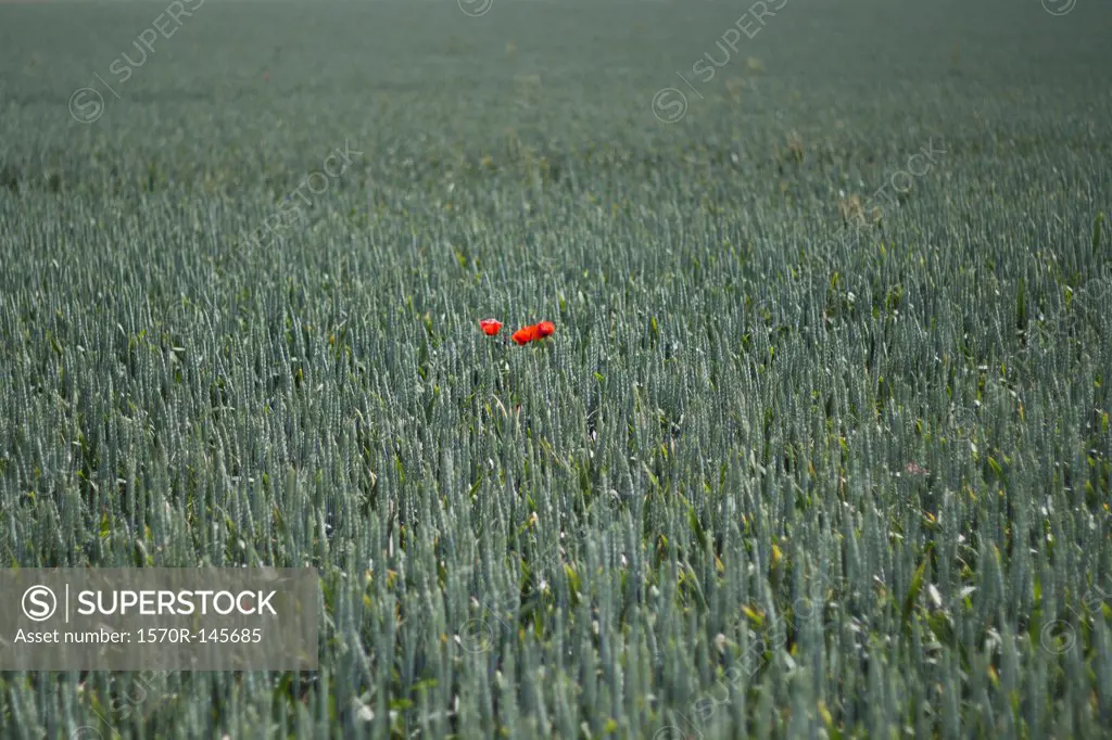 Three lone poppy flowers in green field